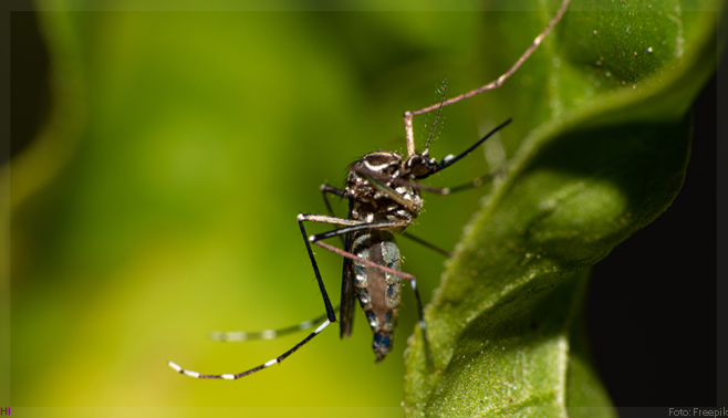 Pesquisadores obtêm patente de invenção que elimina mosquito da dengue sem danos à saúde